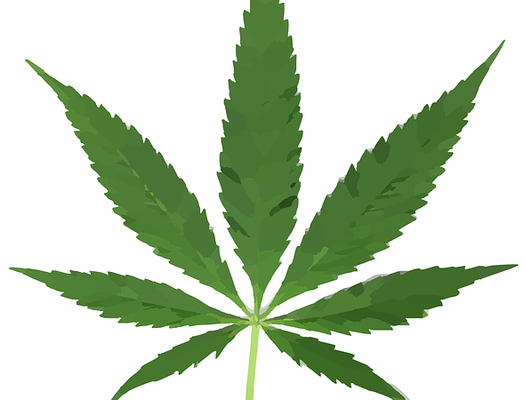 Floridians Want Recreational Marijuana Use Legalized