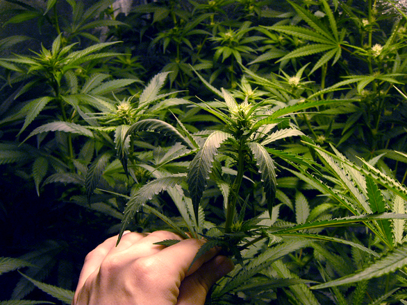 Man Complains to Police After Marijuana Plants Confiscated