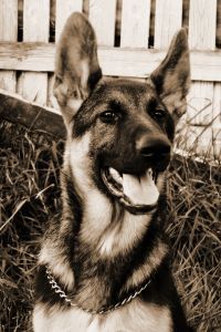 Florida v. Harris – Police K-9 Powers Affirmed