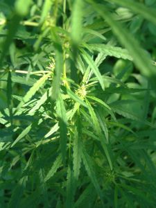 South Florida Man Charged with Growing Marijuana Found Not Guilty