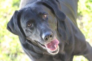 Boca Woman Jailed for Throwing Dog Poop at Neighbor