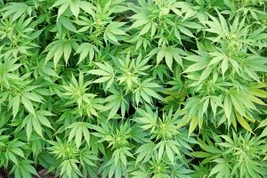Florida Sheriffs Oppose Legalizing Medical Marijuana