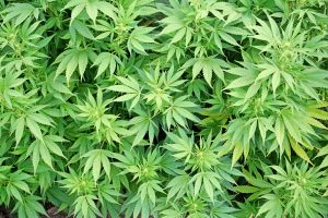 Florida Sheriffs Oppose Legalizing Medical Marijuana Florida Sheriffs Oppose Legalizing Medical Marijuana