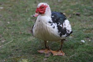 Neighborhood Fight Over Feeding Ducks Leads to Arrest